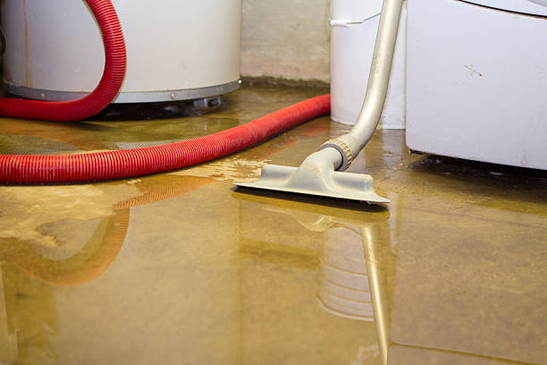 Best Mold removal after water damage  in Spicer, MN